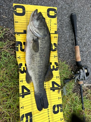 ブラックバスの釣果