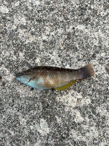 ホシササノハベラの釣果