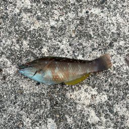 ホシササノハベラ