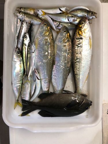 コノシロの釣果