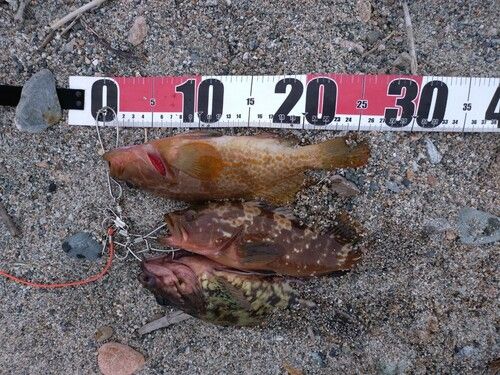 キジハタの釣果