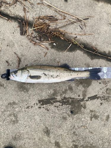 スズキの釣果