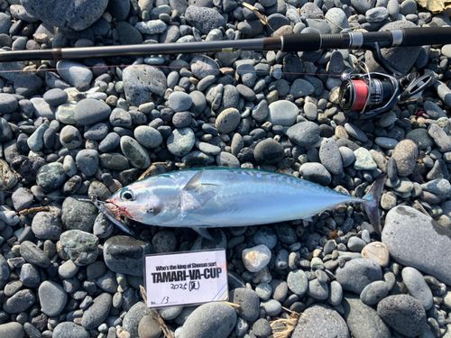 マルソウダの釣果