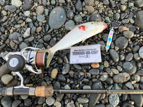 コノシロの釣果