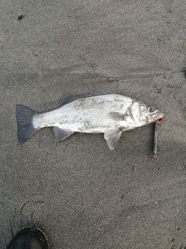 ヒラスズキの釣果