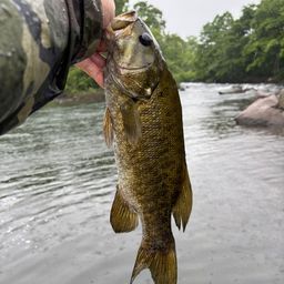 スモールマウスバス
