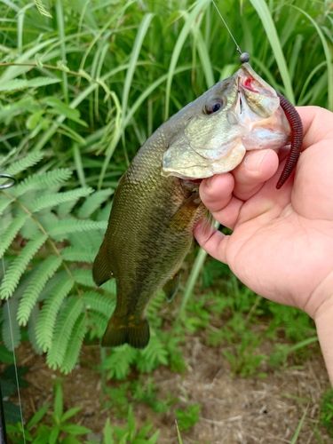 ブラックバスの釣果