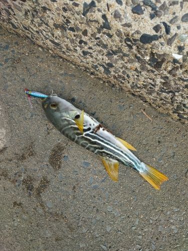 シマフグの釣果