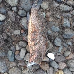 オオモンハタ