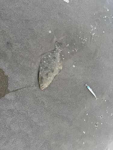 ソゲの釣果