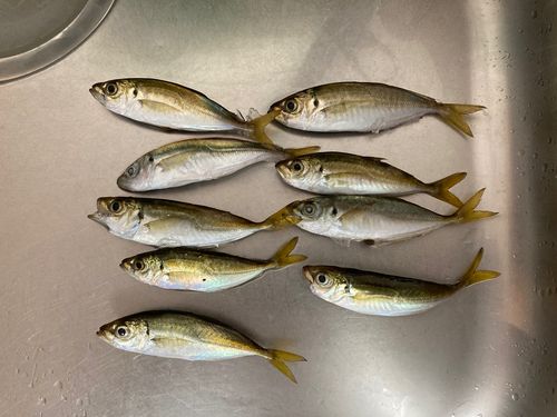 アジの釣果