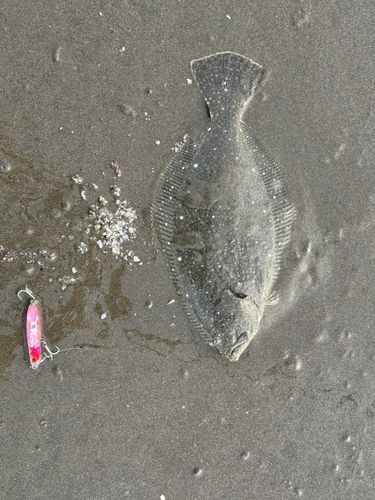 ソゲの釣果