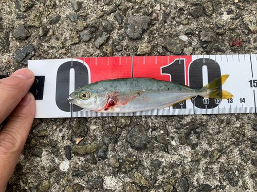 モジャコの釣果