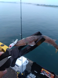 カマスの釣果