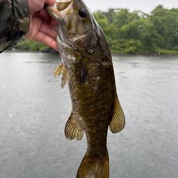 スモールマウスバス