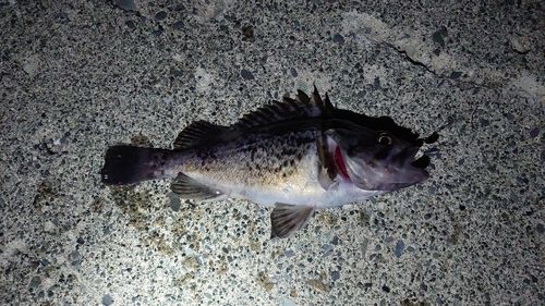 クロソイの釣果