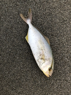 ショゴの釣果