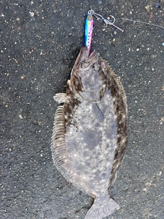 ヒラメの釣果