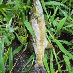 スモールマウスバス