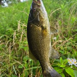 スモールマウスバス