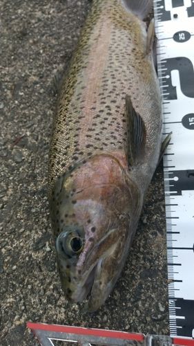 レインボートラウトの釣果