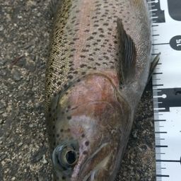 レインボートラウト