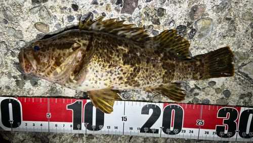 タケノコメバルの釣果