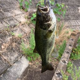 ブラックバス