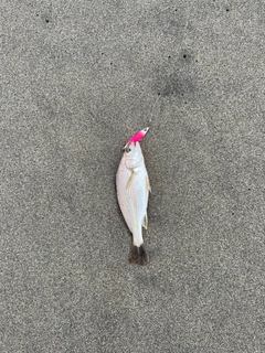 コノシロの釣果