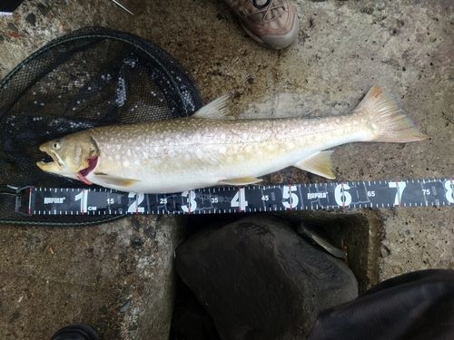 アメマスの釣果
