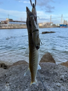 カマスの釣果
