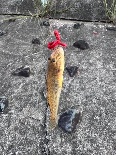 ハゼの釣果