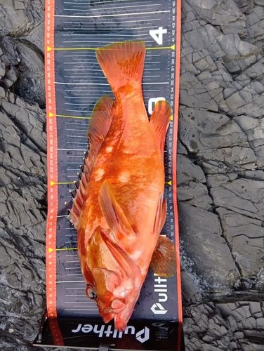 アカハタの釣果