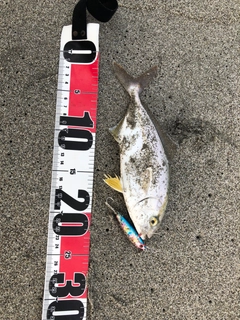 ショゴの釣果
