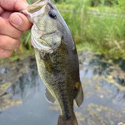 ラージマウスバス