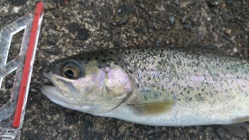 レインボートラウトの釣果