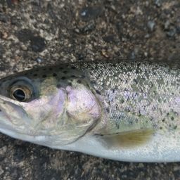 レインボートラウト