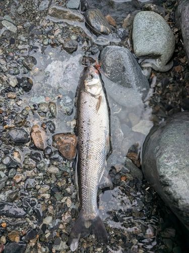 ウグイの釣果
