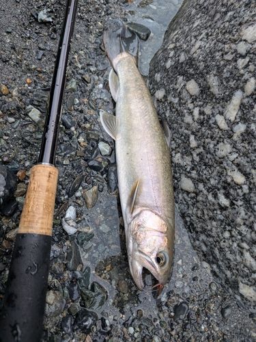 イワナの釣果