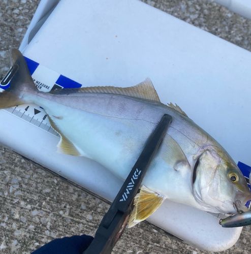 ショゴの釣果