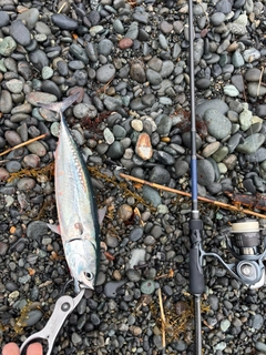 ソウダガツオの釣果