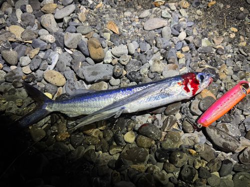 トビウオの釣果