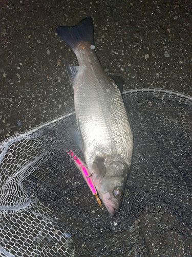 フッコ（ヒラスズキ）の釣果