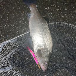 フッコ（ヒラスズキ）