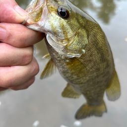 スモールマウスバス