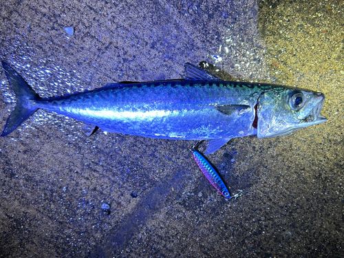 サバの釣果