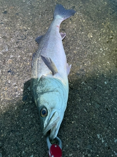スズキの釣果