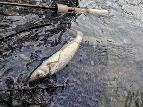 ウグイの釣果