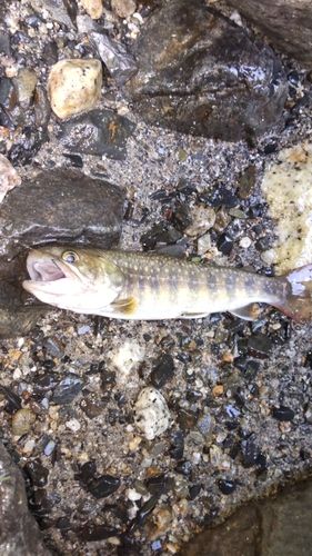イワナの釣果