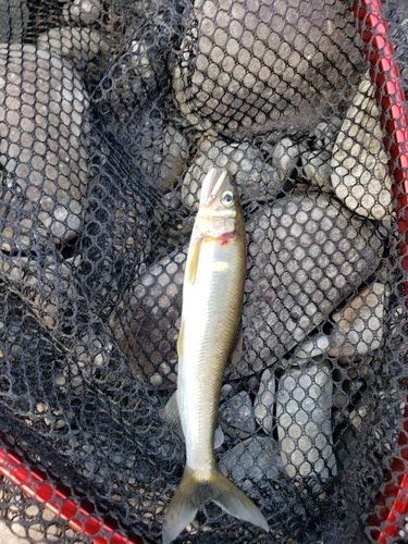 アユの釣果